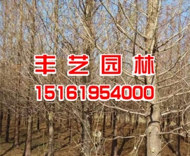 水杉樹苗價格